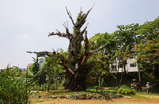 다시, 나무 프로젝트:엄마나무 2015