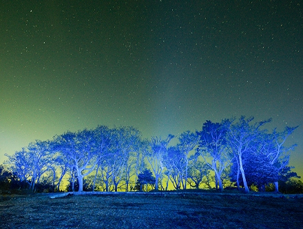 예술의숲 사회적협동조합